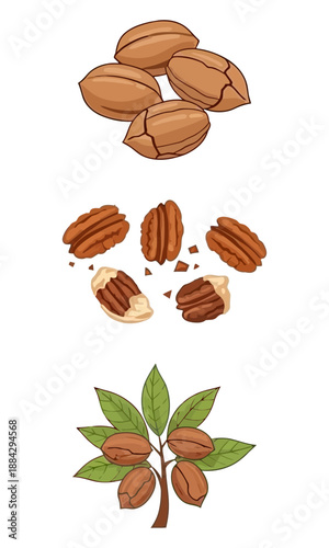 Pecan nut set vector art, pecan nut art, nut silhouette, various nut vector illustration