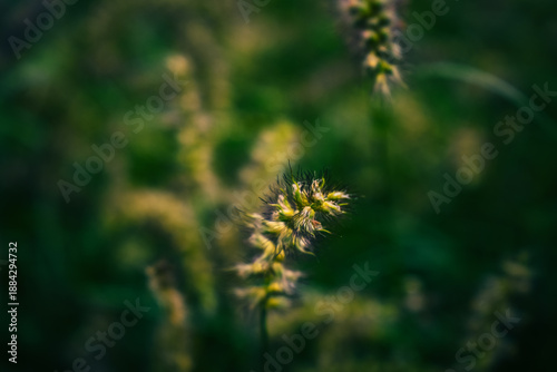 Softly lit wild grass seed heads in a lush green field, capturing natural texture, calmness, and organic beauty