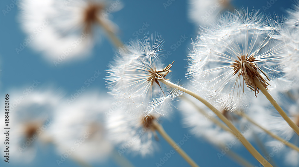 Obraz premium Close up of delicate white dandelion seeds blowing in the wind against a clear blue sky.