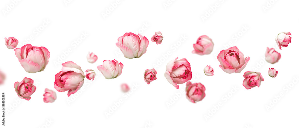 Fototapeta premium red tulips isolated on white background