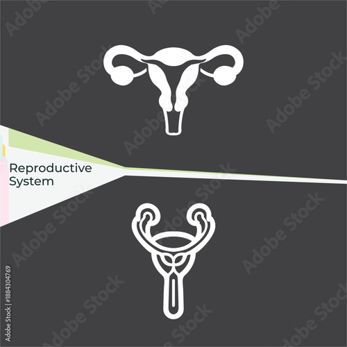 Human reproductive system