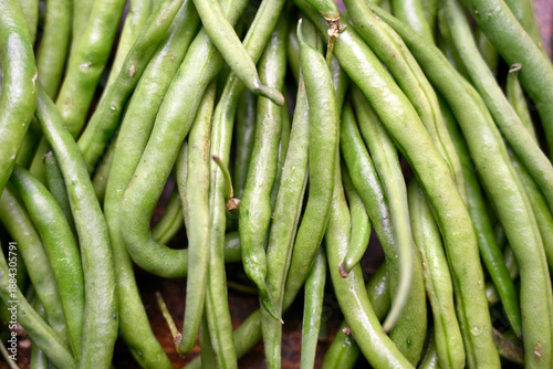 Group Of Fresh Asparagus Stems - Binnies ki pally - Fresh Green Bean Pods Close Up