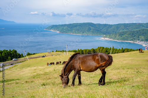 Vászonkép 都井岬の小松ヶ丘の野生馬と海岸風景