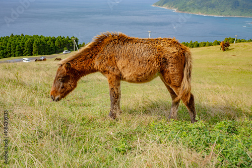Φωτογραφία 都井岬の小松ヶ丘の野生馬と海岸風景