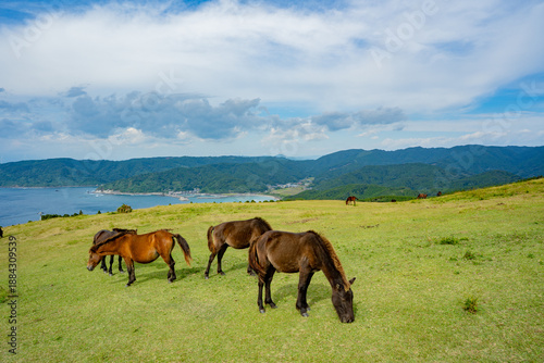 Tableau sur toile 都井岬の小松ヶ丘の野生馬と海岸風景