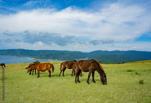 Foto 都井岬の小松ヶ丘の野生馬と海岸風景