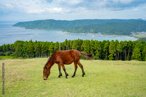 Fényképezés 都井岬の小松ヶ丘の野生馬と海岸風景