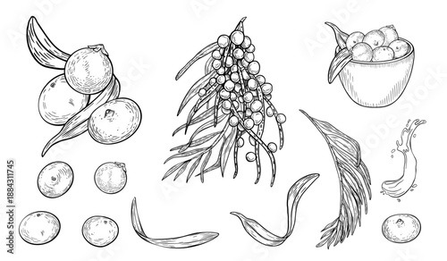 Acai berries black white vector clipart. Fresh berries, juicy splash outline illustration isolated on white. Superfood and kitchen utensils silhouette hand drawn. Fruit, bowl for design packaging.