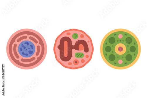 Animal and Plant Cell Structures