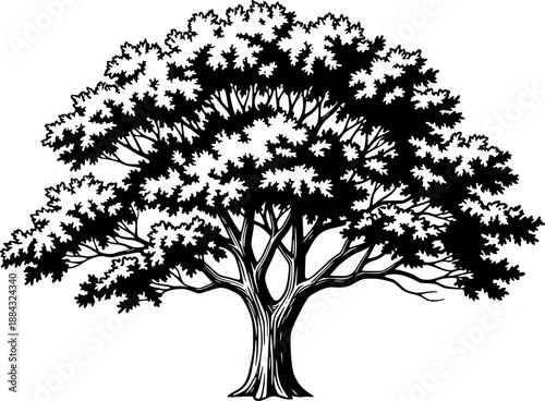 Cottonwood tree silhouette with organic foliage and trunk for nature landscape and botanical forest environment – Black and White Vector Illustration
