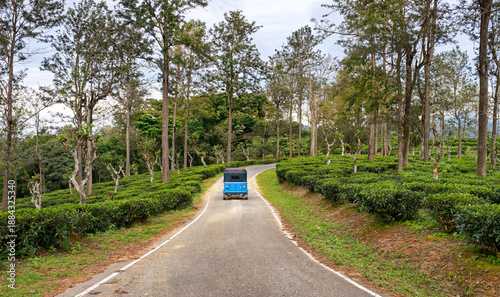 Tuktuk taxi travels along winding road through highland tea plantations of Sri Lanka