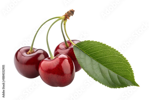 A closeup of two fresh, juicy red cherries with green leaves and stems isolated on a white background makes a healthy and sweet summer fruit dessert