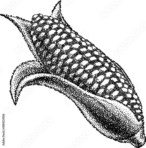 A sweet corn maize cob sweetcorn ear in black and white vintage dots or pointillism half tone style illustration