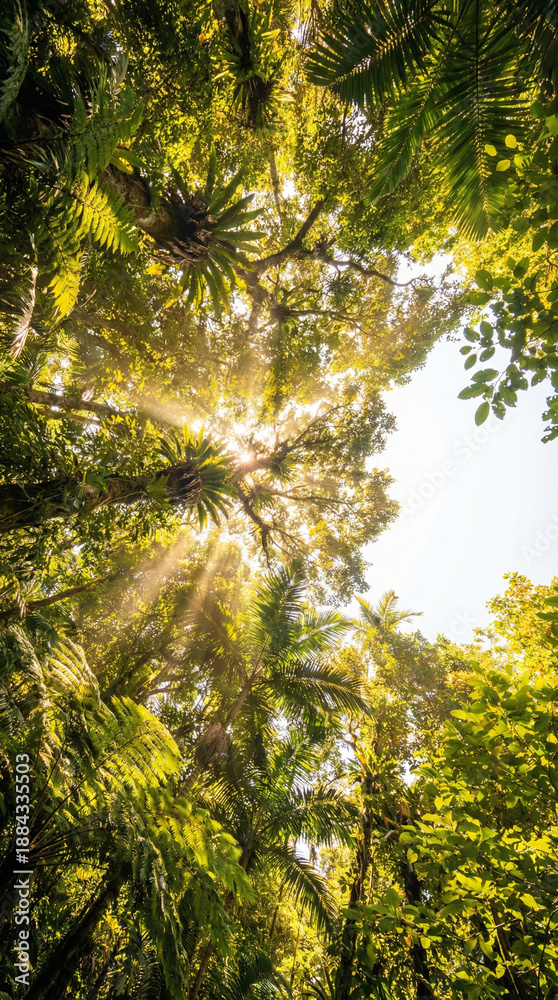 Obraz premium Sun rays beaming through lush tropical rainforest canopy, low angle view