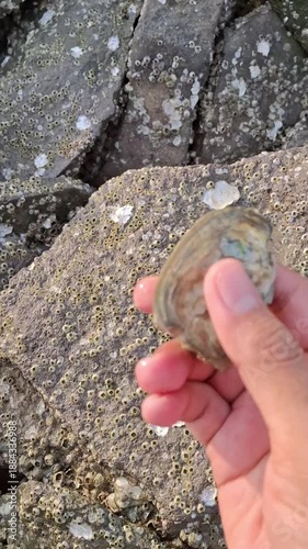 looking for oysters on the rocks on the beach
