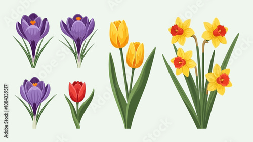 Spring Flower Assortment Crocuses Tulips and Daffodils in Full Bloom.