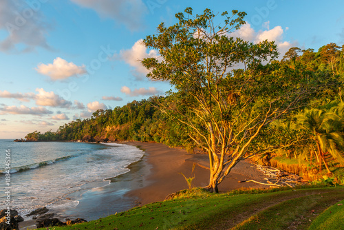 Photos Tropical tree at sunset along Pacific Ocean, Corcovado national park, Osa Peninsula, Costa Rica