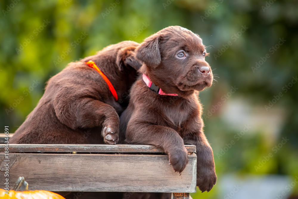 Obraz premium Cute brown puppy sitting next to pumpkins outdoors in autumn sunlight. Adorable baby dog with fall harvest concept and natural background.