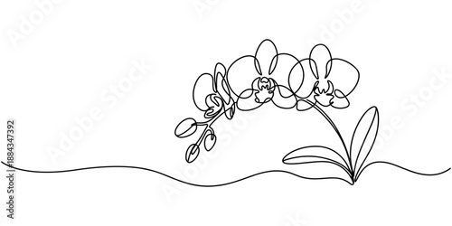 Hand drawn orchid flowers. One line drawing. Minimalist art, Phalaenopsis flower one line art. Continuous line drawing of plants, herb, flower, blossom, nature, flora, tropical flowers, orchid.