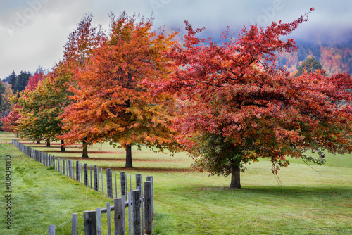 A row of trees in beautiful autumn colours growing alongside an old wooden fence