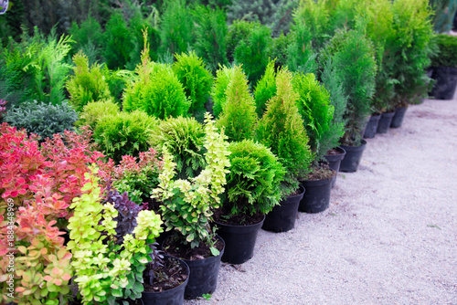 Tablou pe pânză Assortment of ornamental plants for sale at a plant nursery