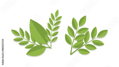 Green Leaves Branch Illustration