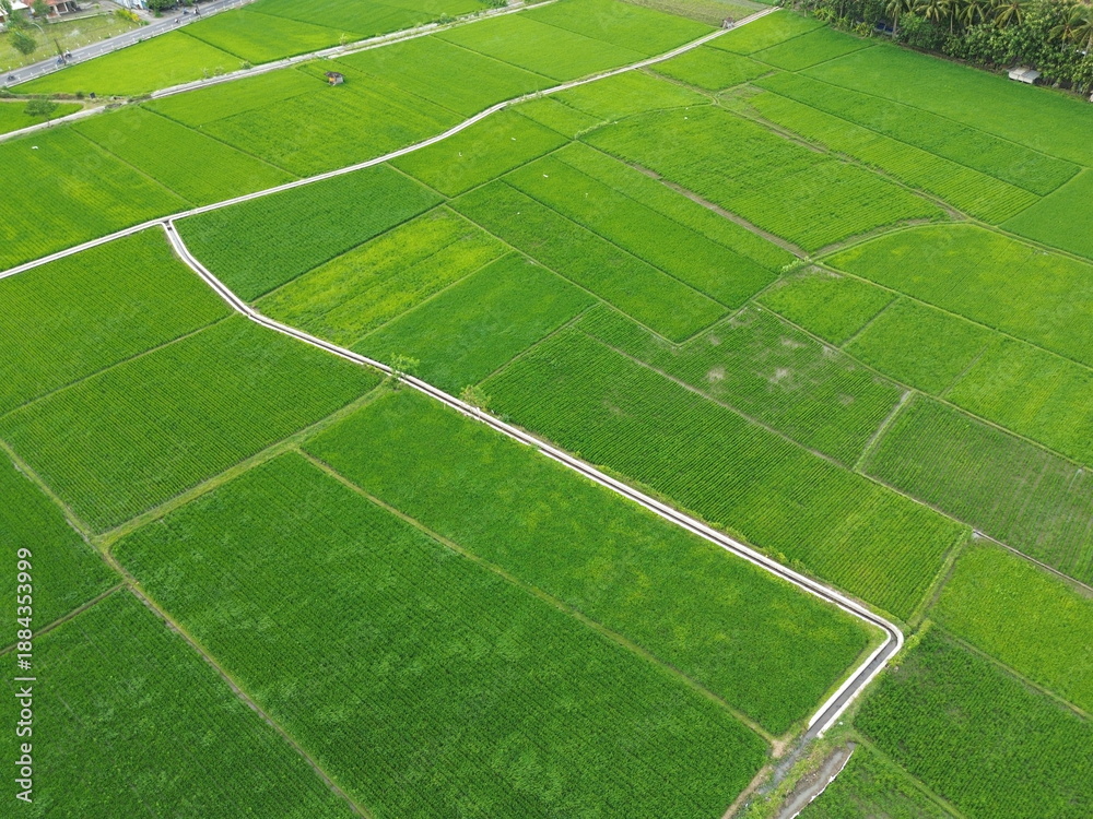 Obraz premium Aerial View Of Lush Green Rice Fields Divided Into Rectangular Plots With Irrigation Ditches
