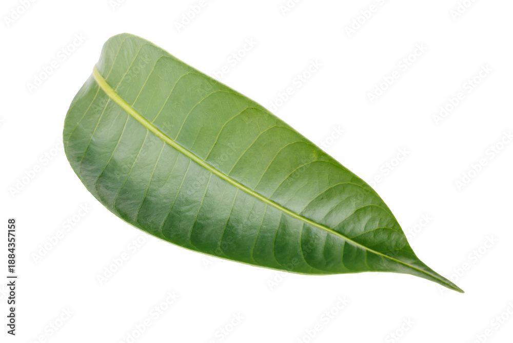 Obraz premium Leaves of the Marian plum isolated on a white background
