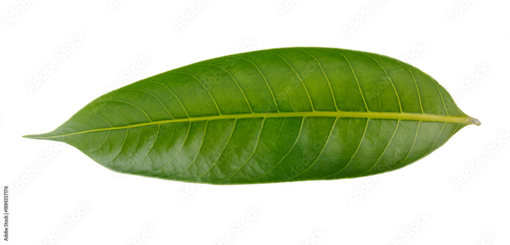 Obraz premium Leaves of the Marian plum isolated on a white background