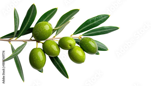 Wallpaper Mural Close-up of olive branch against a black background. Several green olives hang from a light brown stem with vibrant green leaves Torontodigital.ca