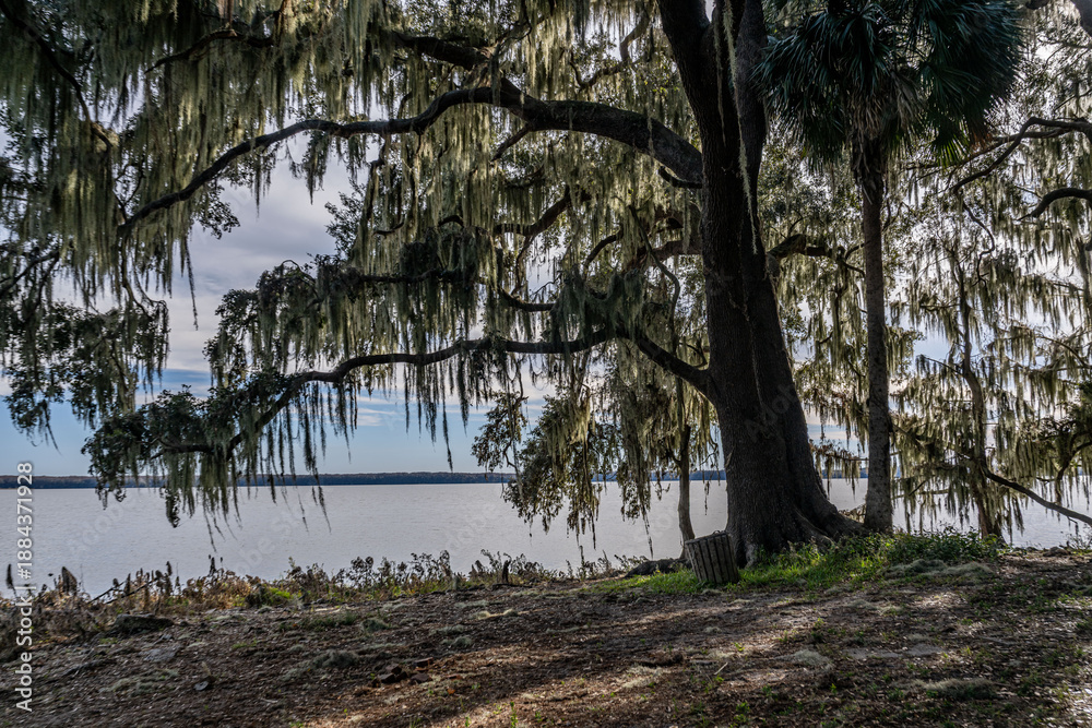 Obraz premium palm point park, newnans lake, alachua county, gainesville, florida,