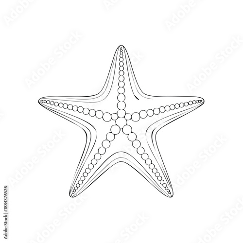 Starfish vector art, sea star outline illustration, marine animal