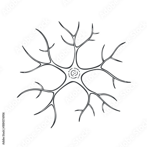Neuron Illustration Single Nerve Cell Anatomical Structure Detailed Drawing
