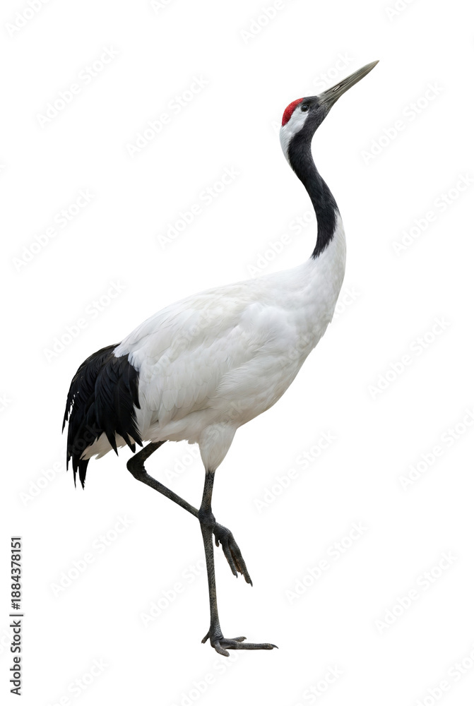 Naklejka premium Red-crowned crane standing on one leg. Symbol of longevity in Asian culture.