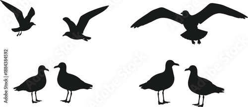 Collection of black bird silhouettes in various poses on transparent background