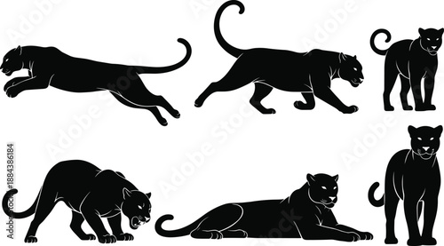Set of black panther wild cat silhouettes and graceful ballerina dancing poses, vector illustration collection for wildlife nature and classical dance art.