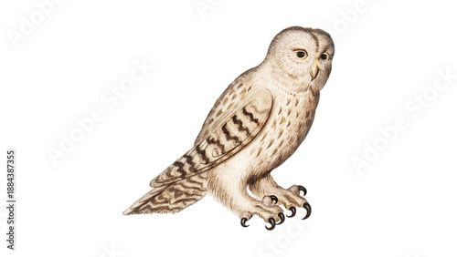 An illustration of a cream-white owl with brown spots, giving the impression of a snowy owl or a barn owl. 