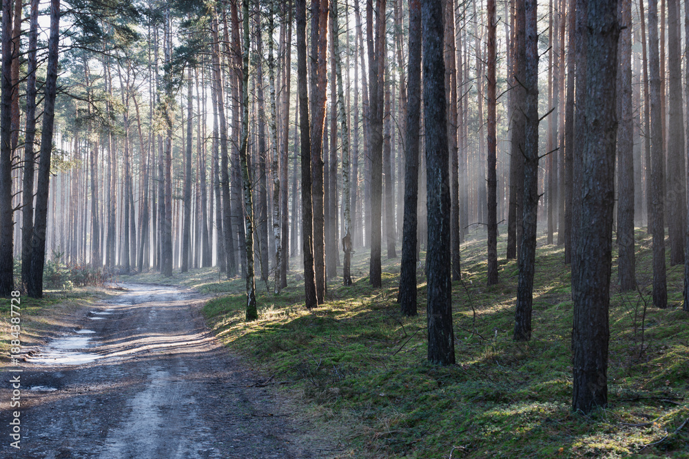 Fototapeta premium Leśna droga w sosnowym lesie. Jest zimowy, słoneczny dzień. Między drzewami i nad drogą unosi się mgła oświetlana słonecznym światłem.