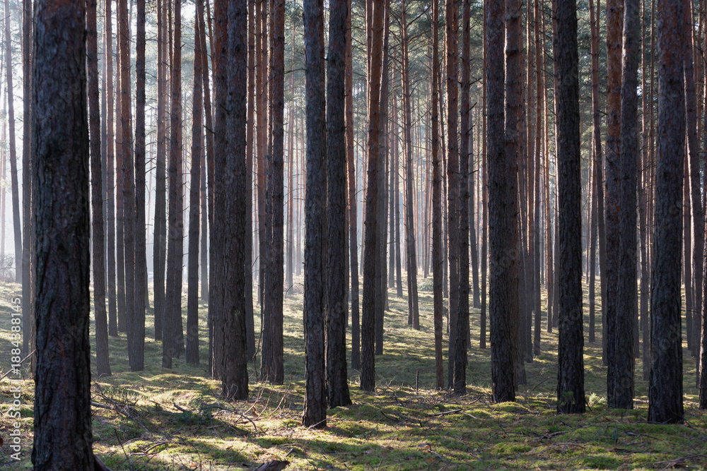 Fototapeta premium Zimowy dzień w wysokim lesie. Na ziemi leżą resztki śniegu. Nad ziemią i wśród drzew unosi się opar mgły. Oświetlające mgłę światło słoneczne tworzy malownicze smugi.