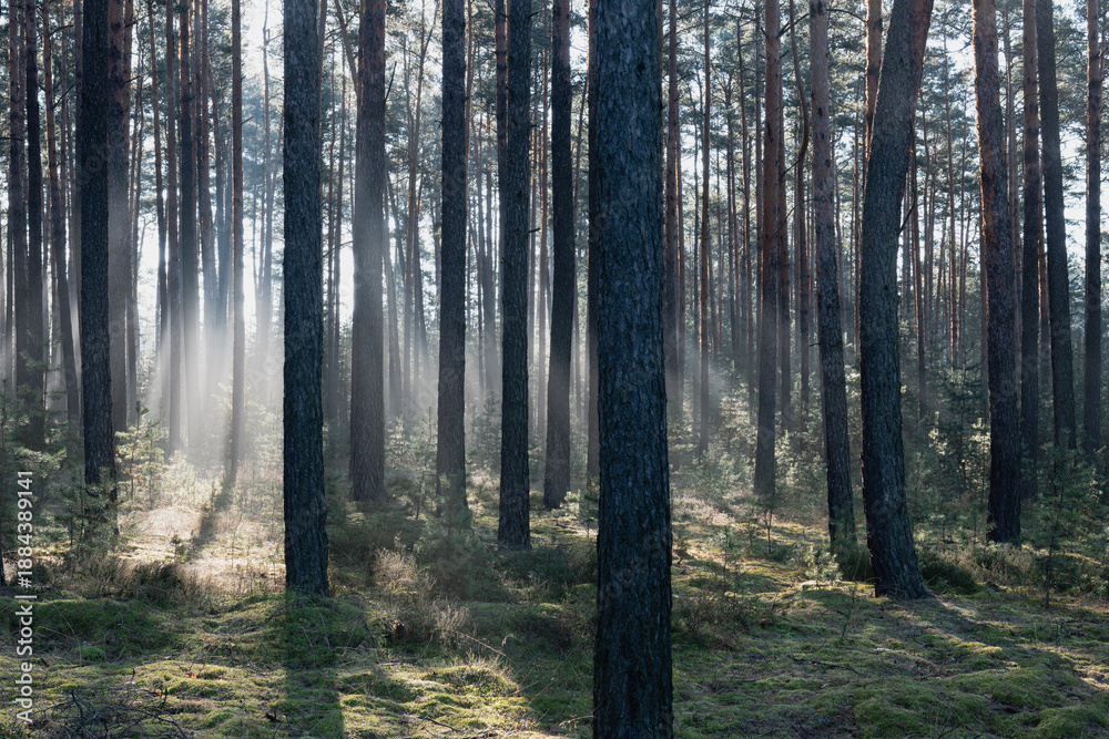 Fototapeta premium Zimowy dzień w wysokim lesie. Na ziemi leżą resztki śniegu. Nad ziemią i wśród drzew unosi się opar mgły. Oświetlające mgłę światło słoneczne tworzy malownicze smugi.