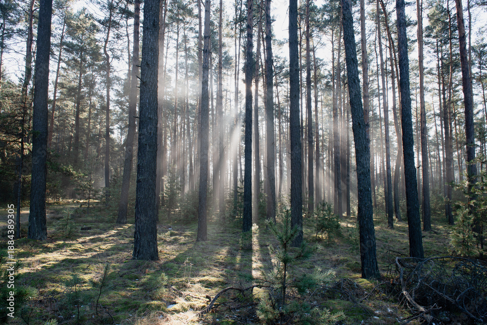Fototapeta premium Zimowy dzień w wysokim lesie. Na ziemi leżą resztki śniegu. Nad ziemią i wśród drzew unosi się opar mgły. Oświetlające mgłę światło słoneczne tworzy malownicze smugi.