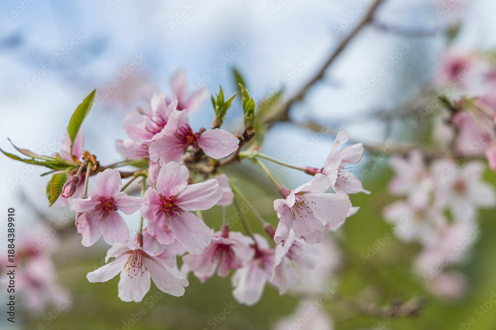 Obraz premium ニュージーランド オークランドのワン・ツリー・ヒル内にあるコーンウォールパークで咲く桜