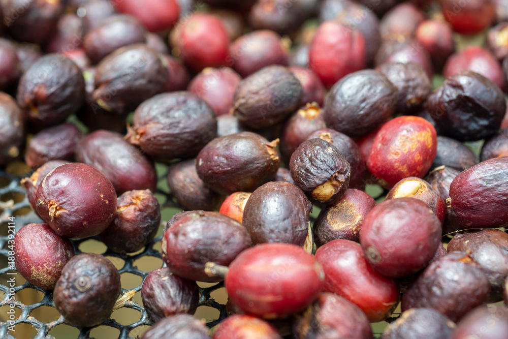 Obraz premium Macro of coffee cherries in natural process drying on a net.