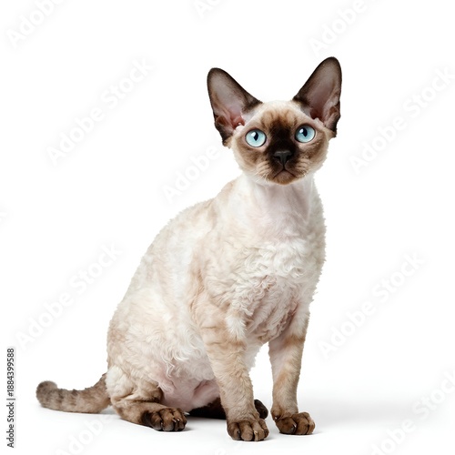 british shorthair cat
