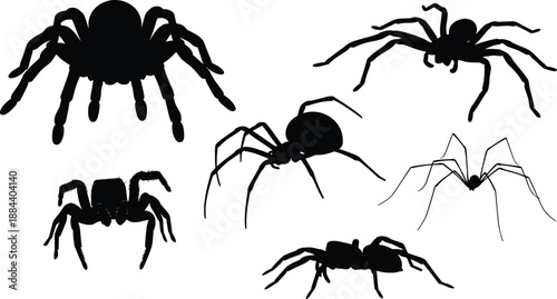Black spider silhouettes set showing different species shapes isolated on white background, spooky arthropod icons for horror, wildlife, pest control, Halloween design use