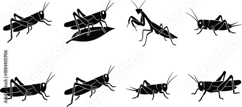 Grasshopper and praying mantis silhouette set showing insect poses from multiple angles isolated on white background for wildlife, biology, nature, education, pest control design