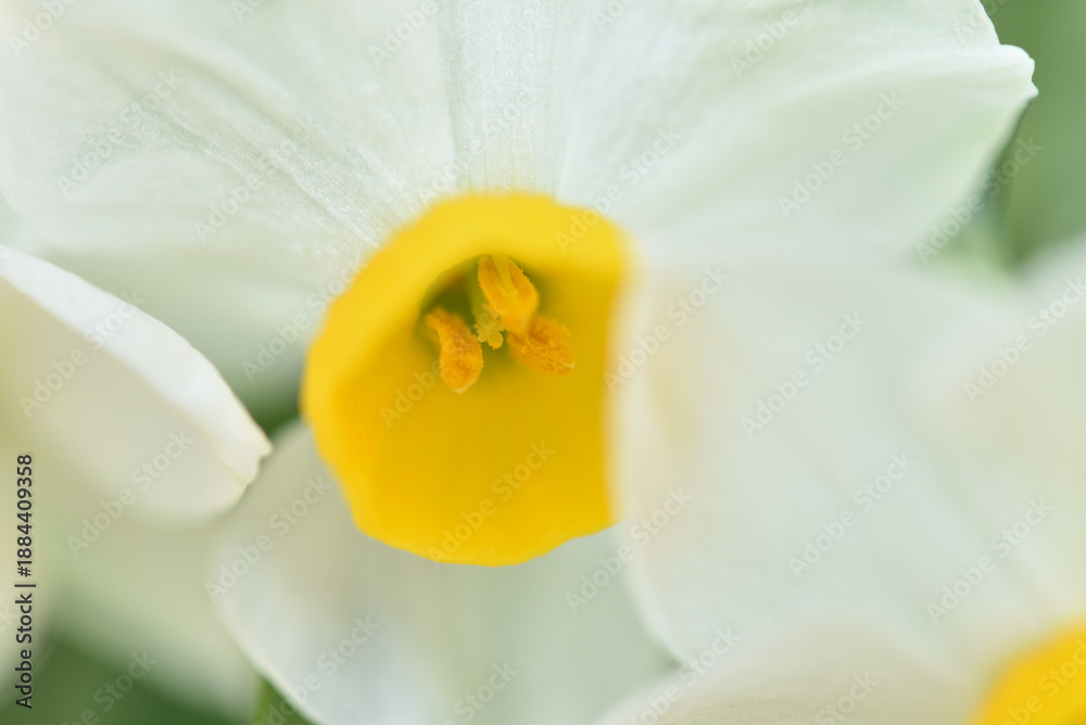 Obraz premium 水仙の花のクローズアップ