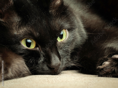 Obraz na plátně Close-up portrait of young Bombay tomcat