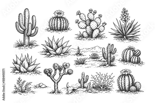 Detailed hand drawn line art vector illustration set of desert plants including various cacti agave succulents and prickly pear in a sandy landscape.