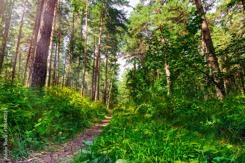 Wallpaper Mural Sunny morning in a pine forest. A colorful landscape. A path in a wooded park. Torontodigital.ca